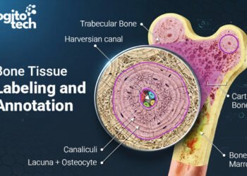 A Practical Guide to Bone Tissue Labeling and Annotation