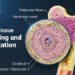 A Practical Guide to Bone Tissue Labeling and Annotation