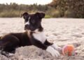When Should You Start Training a Puppy? A Practical Guide for New Dog Owners