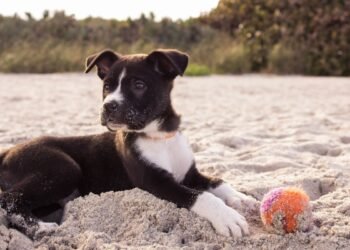 When Should You Start Training a Puppy? A Practical Guide for New Dog Owners