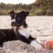 When Should You Start Training a Puppy? A Practical Guide for New Dog Owners