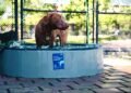 LYX Hydration Goes Dog-First for its AKC USA 250 Activation
