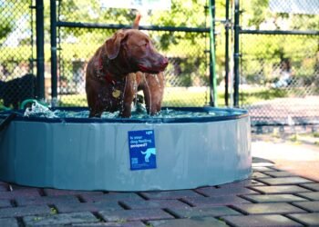 LYX Hydration Goes Dog-First for its AKC USA 250 Activation