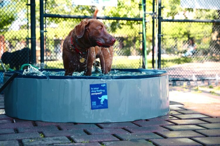 LYX Hydration Goes Dog-First for its AKC USA 250 Activation