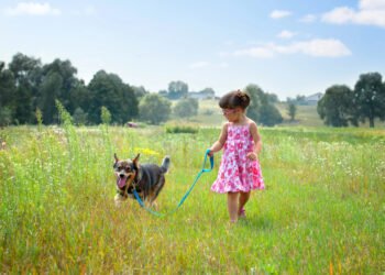 7 Must-Have Summer Items Every Dog Owner Needs