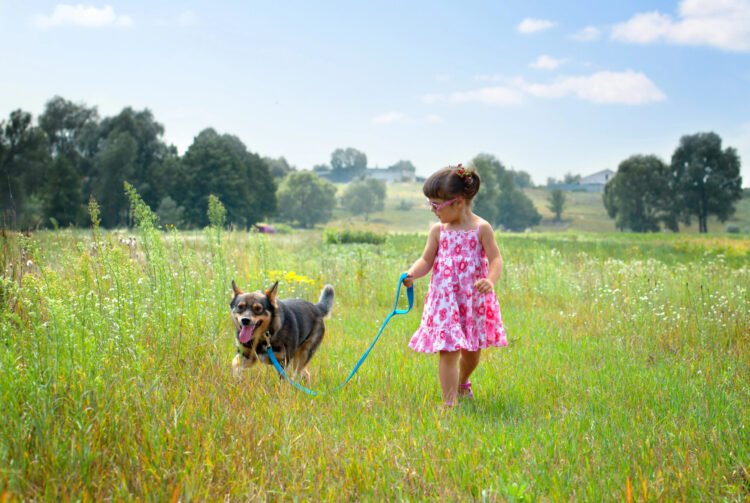 7 Must-Have Summer Items Every Dog Owner Needs