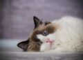 5 Clear Signs Your Cat Is Low on Protein (And Easy Fixes)