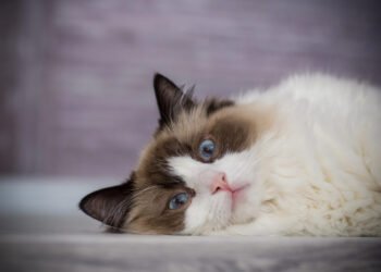 5 Clear Signs Your Cat Is Low on Protein (And Easy Fixes)