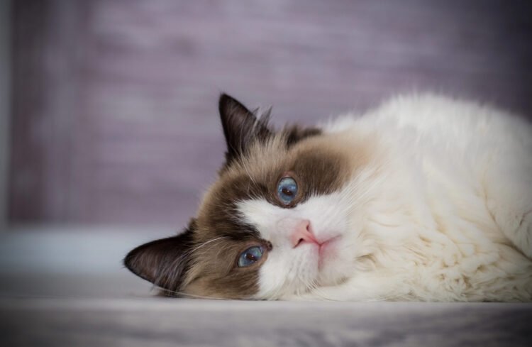 5 Clear Signs Your Cat Is Low on Protein (And Easy Fixes)