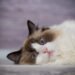 5 Clear Signs Your Cat Is Low on Protein (And Easy Fixes)