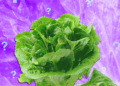 Is It Safe to Eat Lettuce Yet?