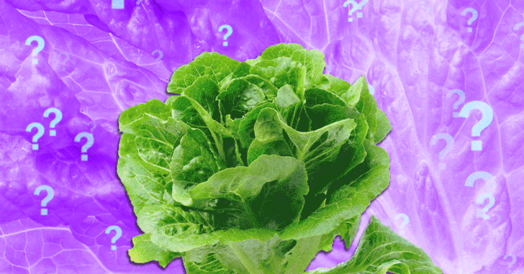 Is It Safe to Eat Lettuce Yet?