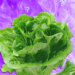 Is It Safe to Eat Lettuce Yet?