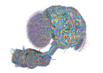 See a map of the male fruit fly brain