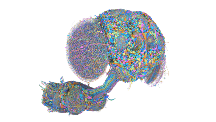 See a map of the male fruit fly brain