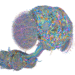 See a map of the male fruit fly brain